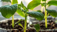 Zasejte túto zeleninu v decembri a užite si jarnú úrodu: 4 plodiny na skorý výsev