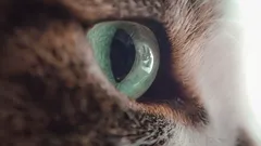 Čo cítia mačky, keď sa ich majitelia nepozerajú inam: chybu alebo výzvu?